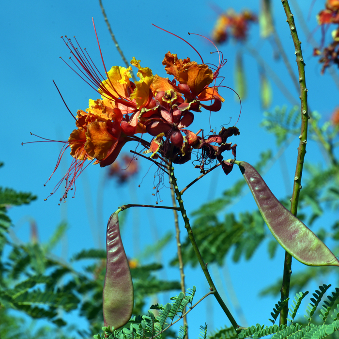 Red Bird-of-Paradise bloom from May to November and year-round in frost-free areas. The fruits are thin flat pods up to 3 or 4 inches long. Seeds are brown or black. The pods split open and the seeds are ejected at maturity. Caesalpinia pulcherrima